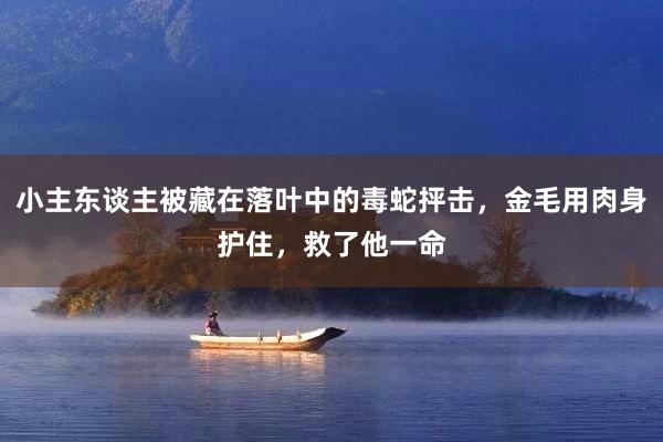 小主东谈主被藏在落叶中的毒蛇抨击，金毛用肉身护住，救了他一命